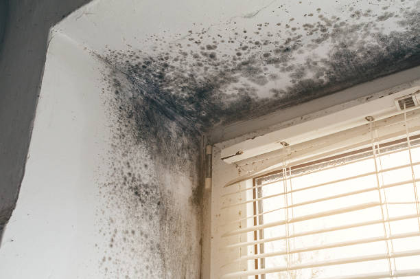 Affordable Mold Remediation solutions in Greensboro, NC